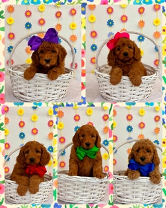 March 4th Puppies - Blossom  / Taco F1BB Petite Mini Goldendoodles 