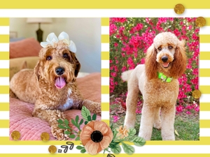 May Puppies - Charlie and Bentley Standard Goldendoodles