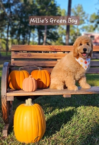 Millie's Green  Boy mini Goldendoodle