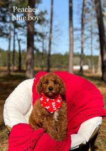 Peache's Blue Boy mini Goldendoodle