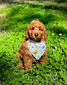 Peache's Blue Boy mini Goldendoodle