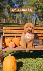 Sophie's Blue Boy mini /medium GoldenDoodle 