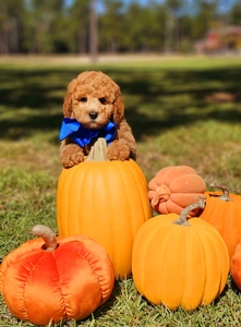 Millie /  Teddy F2B Mini Goldendoodles