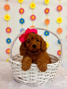 Blossom Pink Girl petite mini Goldendoodle