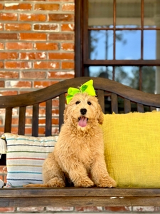 Kai's Lime Girl  medium Goldendoodle 