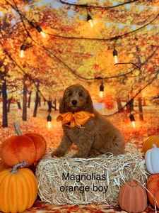  Magnolia’s Orange Boy petite mini Goldendoodle