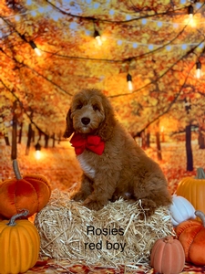 Rosie's Red Boy medium GoldenDoodle 