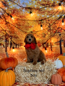 Sophie's Red Boy Mini / Medium GoldenDoodle 