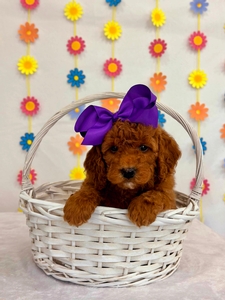 Blossom's Purple Girl petite mini Goldendoodle