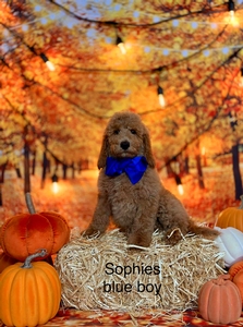 Sophie's Blue Boy mini /medium GoldenDoodle 